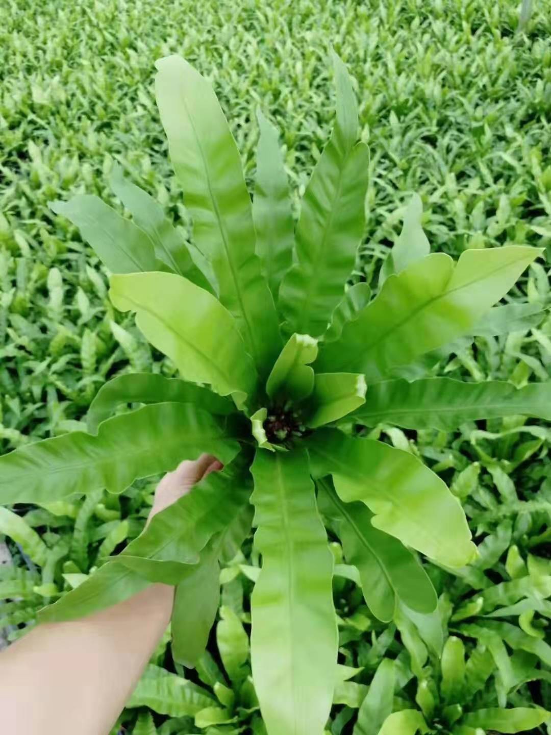 蕨类植物的养殖方法 - 花百科