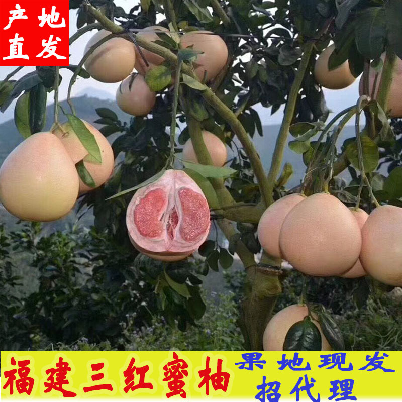 正宗福建红心柚琯溪蜜柚 三红蜜柚水嫩多汁 新鲜采摘产地代发直邮|ms