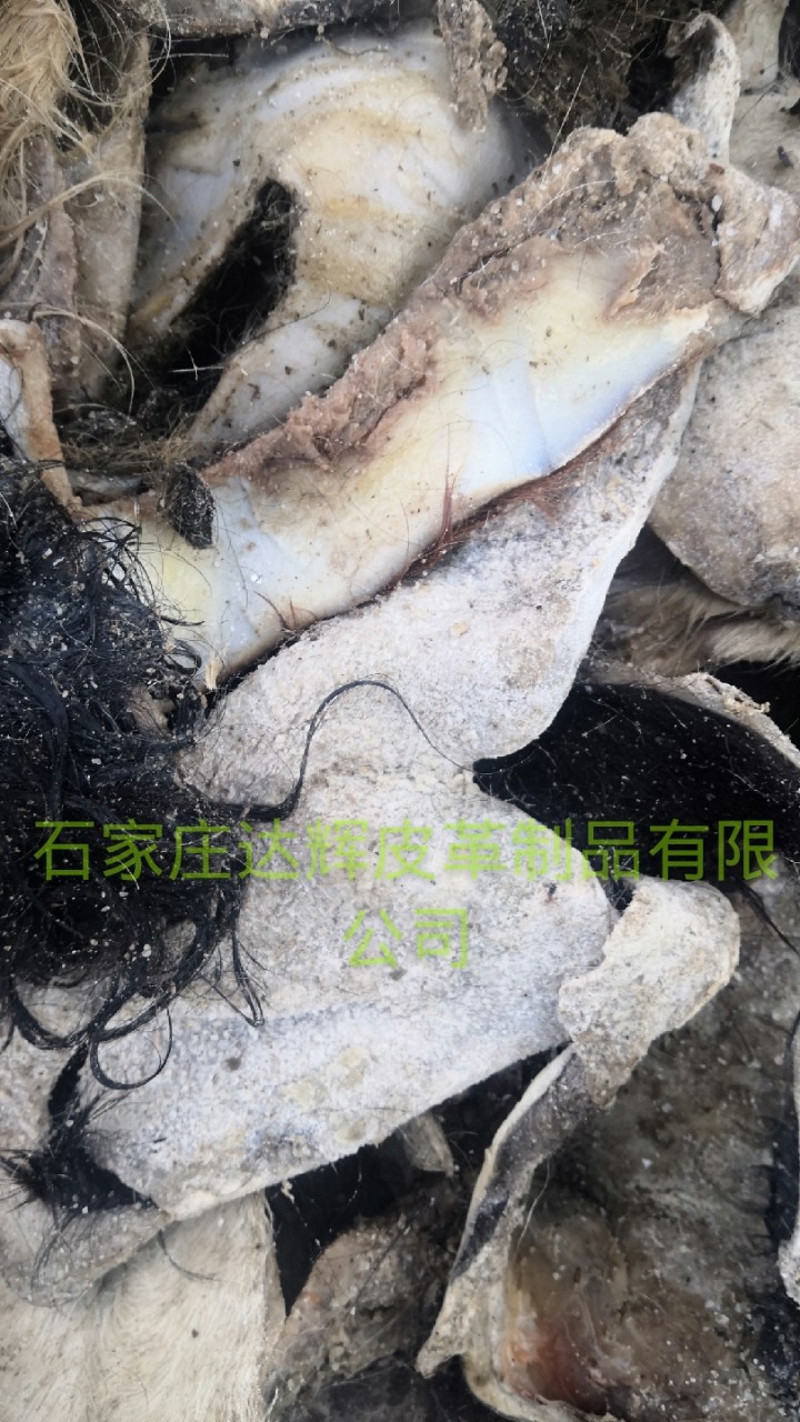 牛皮熬胶生毛皮革鲜皮下脚料毛腿皮