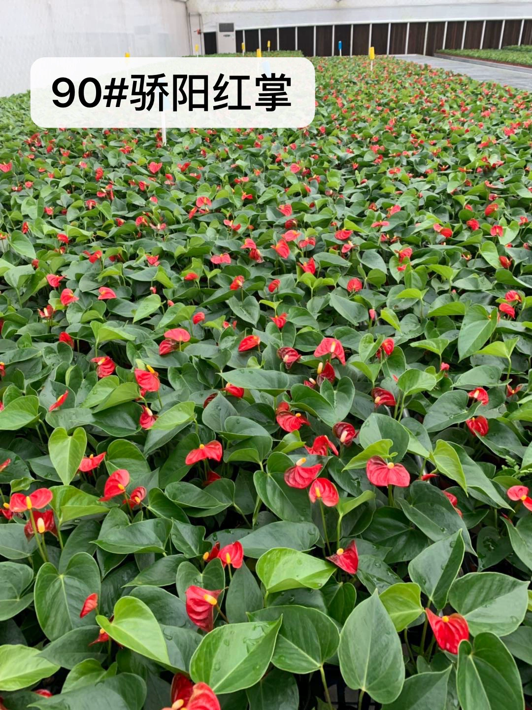 Солнечный свет Антуриум Джоли Антуриум Посадка Офис Горшок Зеленый Завод Очищение Воздуха