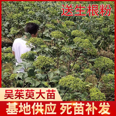 基地供應中花吳茱萸樹苗 茶辣子漆辣子米辣子樹苗 吳茱萸大苗批發