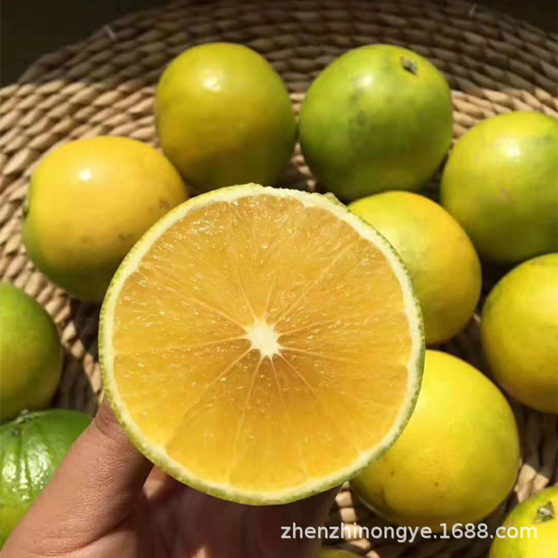 廠家批發果樹苗冰糖橙樹苗青皮橙樹苗嫁接橙子苗南北方盆栽地栽