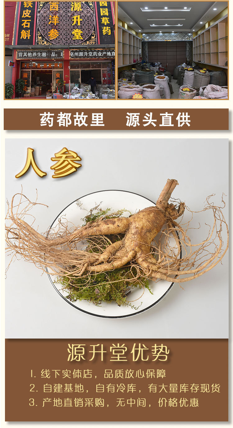Fresh Ginseng Root (Panax ginseng) — Whole Fresh Ren Shen for Cooking & Decoction overview