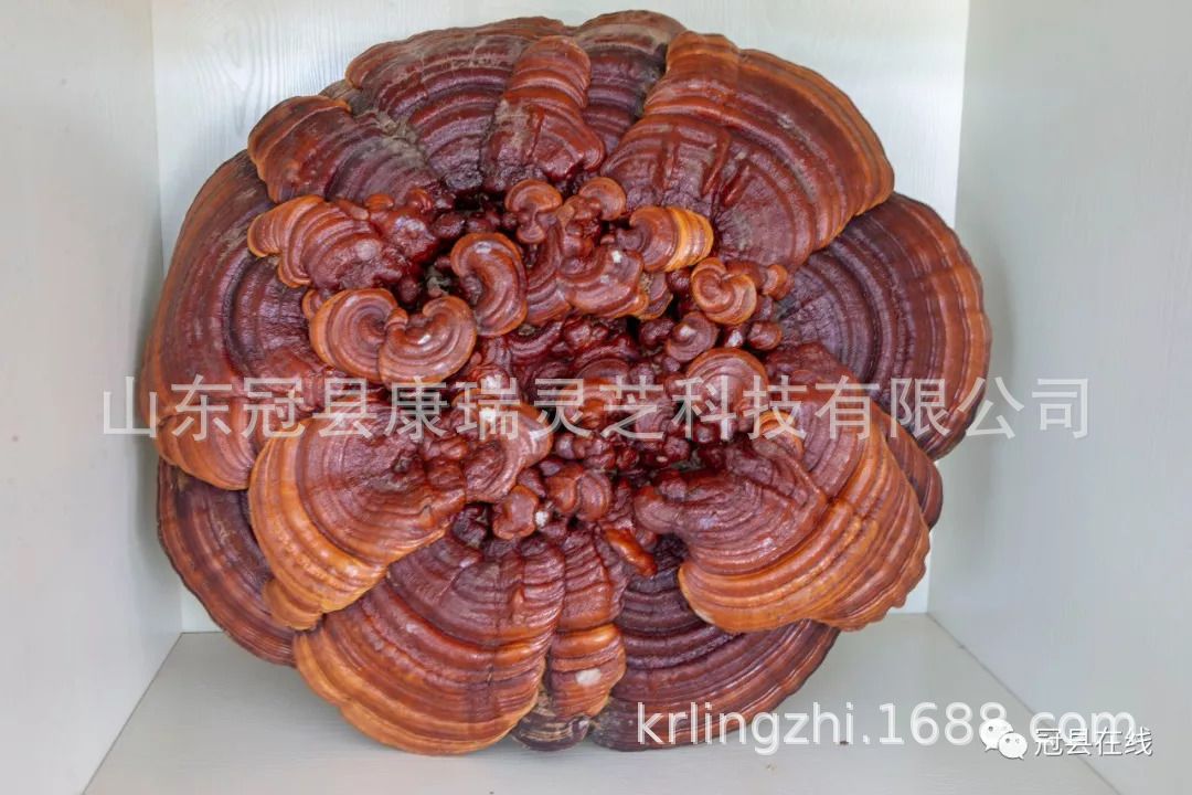 大花灵芝盆景 红灵芝摆件 云朵灵芝 大灵芝摆件 祥云灵芝工艺品-阿里巴巴