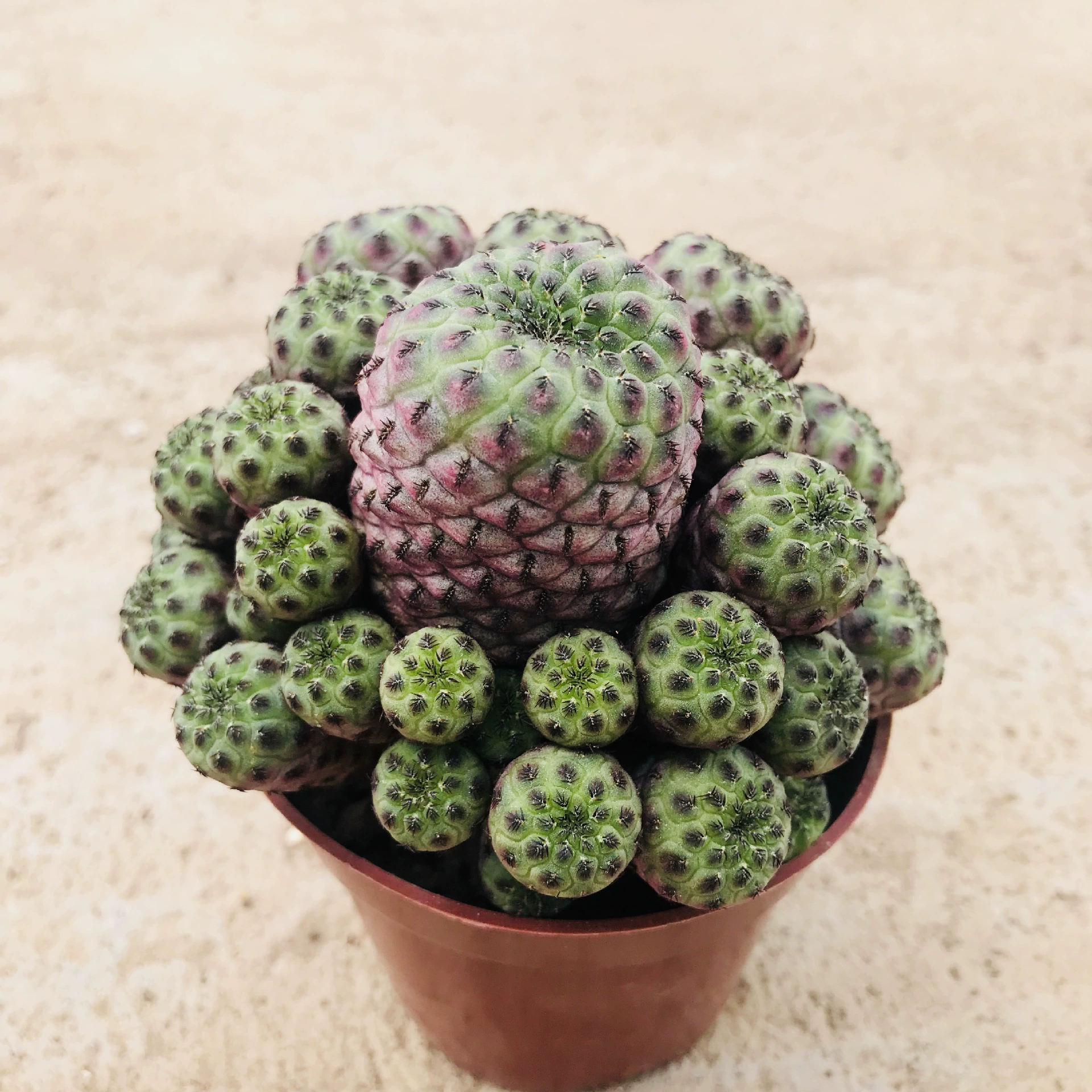 Кактус Суккулент Растение Лягушка Принц Очаровательный Милый Мясо Поглощение Формальдегид Мясистые Фиолетовые Таблетки Взрыв Бассейн