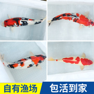 錦鯉魚場圖片 海量高清錦鯉魚場圖片大全 阿里巴巴