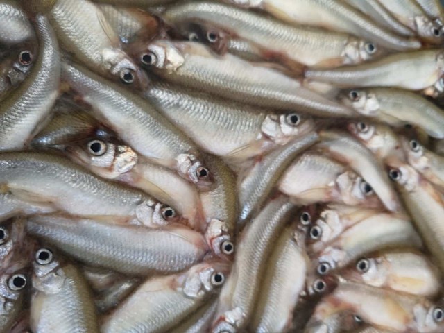 俄罗斯胡瓜鱼，一手货源现货批发