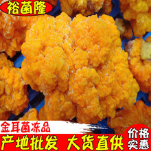 【裕菌隆】 金耳 椴木金耳菌 酒店火锅店黄耳菌 云南产地大货批发