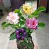 Desert rose seed wholesale polysemite plant succulent potted flower seed flower garden