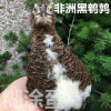 quail sweet-scented osmanthus be fertilized quail sweet-scented osmanthus Seed egg rutin quail Wild pheasant sweet-scented osmanthus