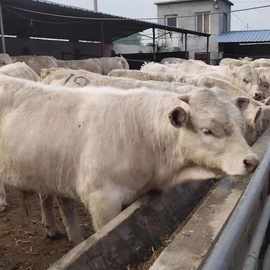 嘉旺 牛苗价格 出售夏洛莱牛 肉牛崽   销售基地