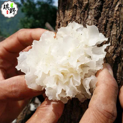 通江野生银耳 干货批发 无硫熏白木耳 产地货源 野生椴木银耳50克|ru