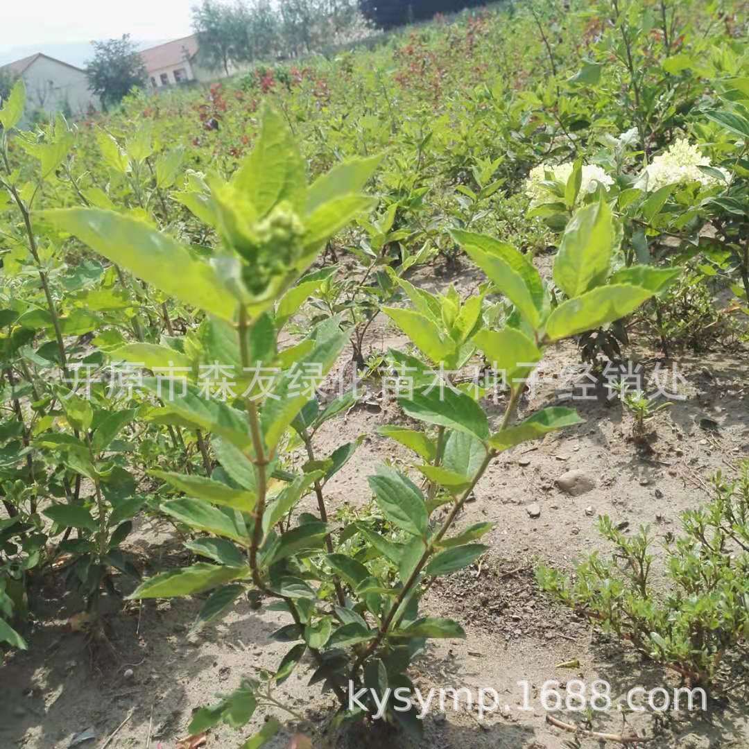 ��ľ���򡿴�ˮѹľ