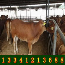 四川宜宾牛出售活牛养殖场 种牛活牛出售改良肉牛100公斤的多少钱