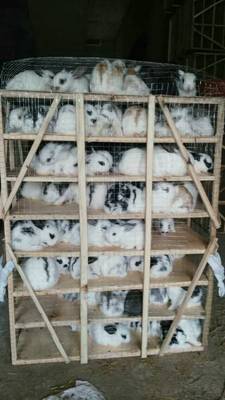 元兮小兔子活体小白兔活体熊猫兔公主兔肉兔家兔公主兔批发 成都