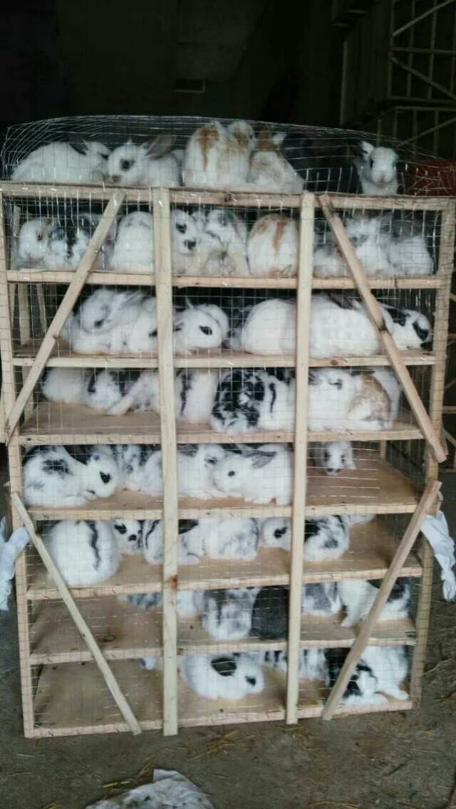 元兮小兔子活体小白兔活体熊猫兔公主兔肉兔家兔公主兔批发 成都