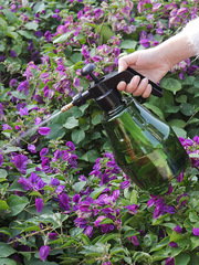 Household air pressure watering sprayer for succulents, small plant watering pot, sprayer