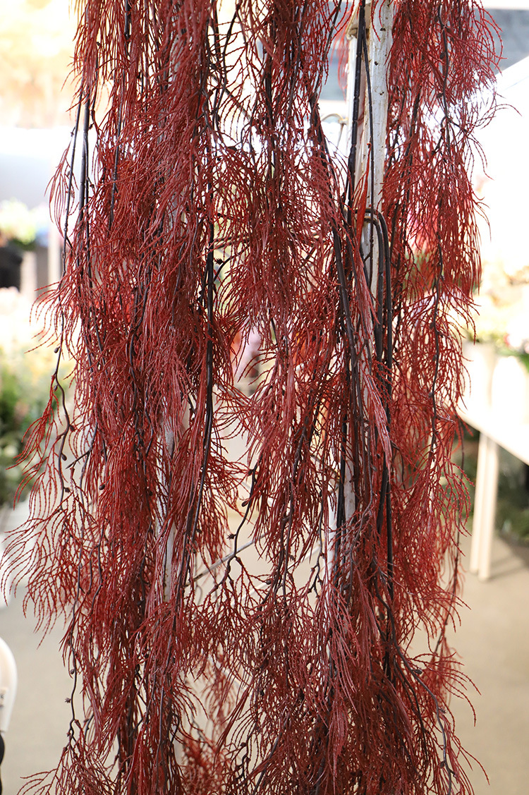 凤尾草 效果图5.jpg