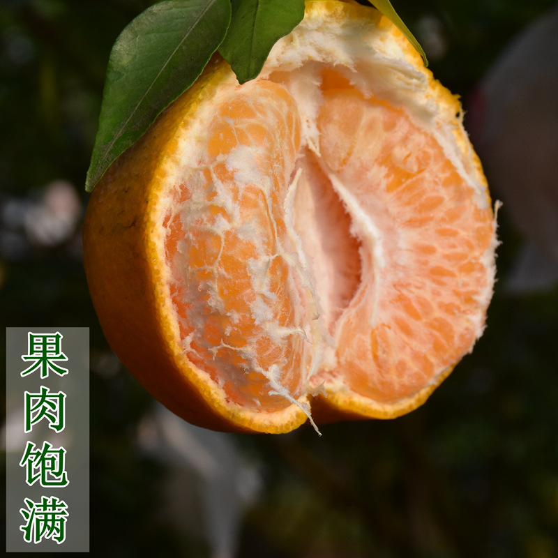 【现摘现发】眉山春见耙耙柑新鲜丑柑孕妇水果 产地直发 一件代发|ru
