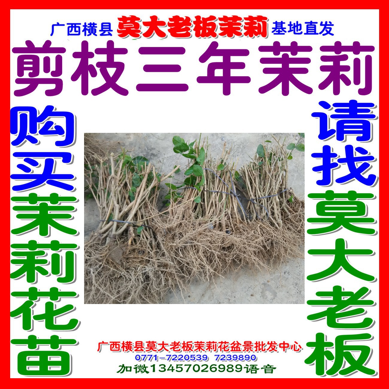 专业批发三年茉莉花苗找莫大老板大苗分枝多也有茉莉花枝快递直发|ru