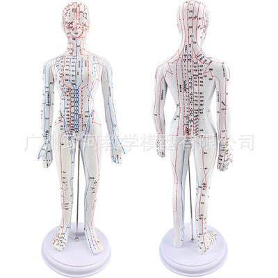 clear Body points Model teaching acupuncture Main and collateral channels Point Model human body Main and collateral channels Model