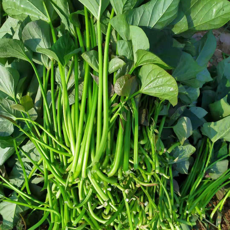 山东特产红薯梗红薯叶新鲜红薯茎山芋梗番薯叶甘薯藤农场直供批发|ms