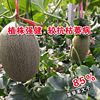 Cantaloupe seeds Hantarin Gourd Gourd Seed Ganmeli Gourd Gourd Vegetable Vegetable Vegetable Vegetable Vegetable Raw Seed