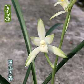 兰花苗四季兰建兰国色天香 铁骨黄牙夏带花苞盆栽绿植浓香花卉