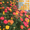 Teng Ben Rose Flower Miao Daosheng Courtyard Plant Pottery Potted Rose Rose Climbing Teng Rose Four Seasons Four Flower Four