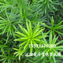 ���l�_�h�ɷN���_�hɼ�L���_�hɼ���X���ɰ��_�h�ؽ��ϰخ����·N