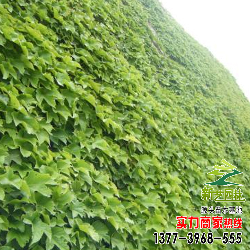 wholesale Ivy Parthenocissus price Complete specifications Ivy sale