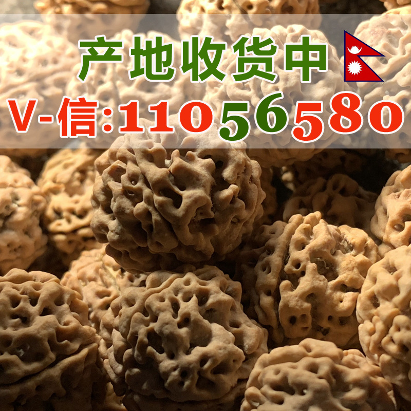 尼泊爾金剛菩提批發 散籽大金剛菩提子 原籽五瓣雙龍散籽按斤散珠