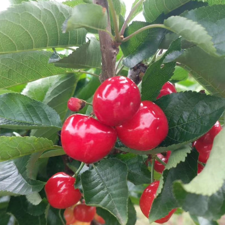 四川汶川汉源小樱桃水果西昌凉山樱桃土恩特儿非车厘子水晶大红灯