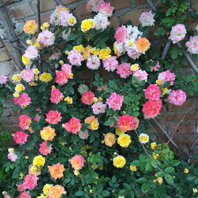 藤彩虹月季苗 勤花多色 复色藤本月季攀藤植物 庭院拱门花海花园|ru