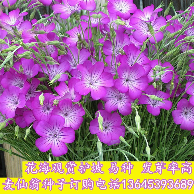 Семена цветов Maixianweng Комнатные цветы Цветение в четыре сезона