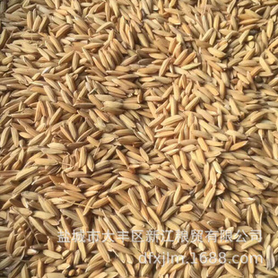 Производители желтого риса риса имеют большое количество обработки сито.