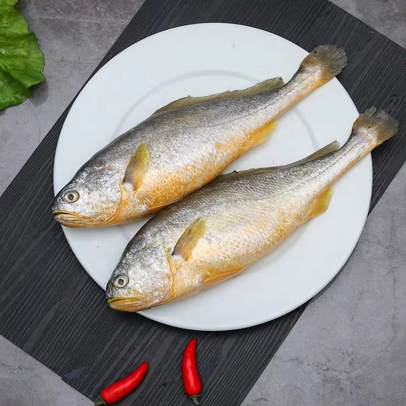 【渤海野生黄花鱼2条】鲜活海鲜速冻大黄鱼去鳞去鳃去脏批发包邮|ms