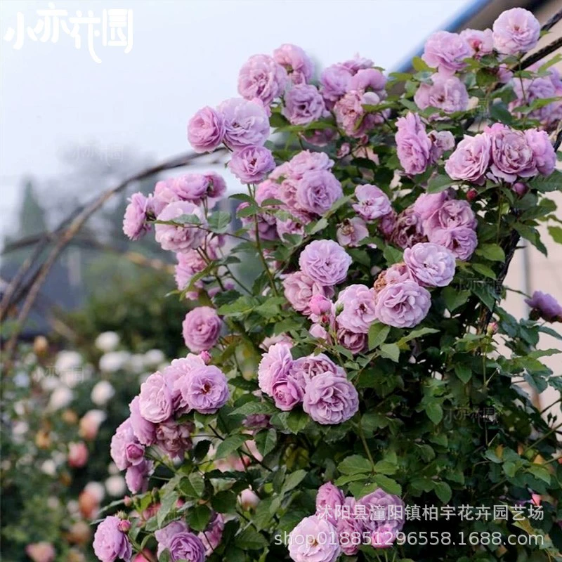 Синий Фиолетовый Виноградарная Роза Бесжгучий Венок Лаванды Микро Аромат Двор Четыре Сезона Цветочные Цветы Европейская Луна Роза Рассада