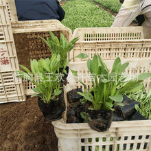 u ɽ|ݻl󻨽uN r_