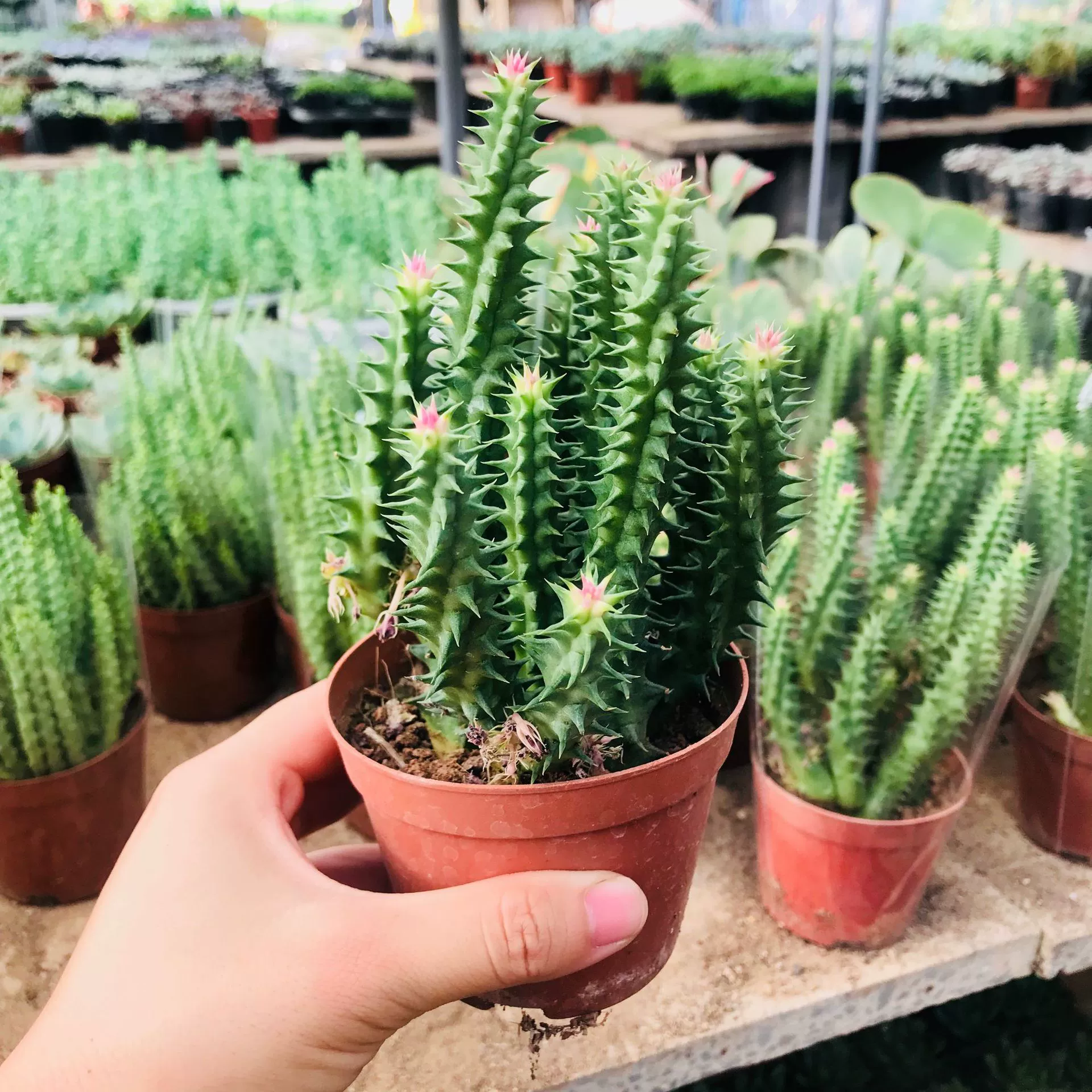 Сочные растения Рог носорога Кактус без жала Балкон Гостиная Веселое поглощающее формальдегид растение Рог носорога мясистый