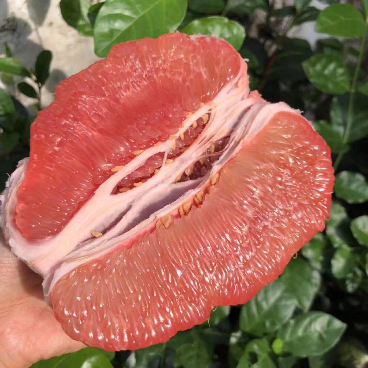 柚子新鲜水果10斤整箱福建管溪红心蜜柚当季三红蜜柚红肉密柚包邮|ms