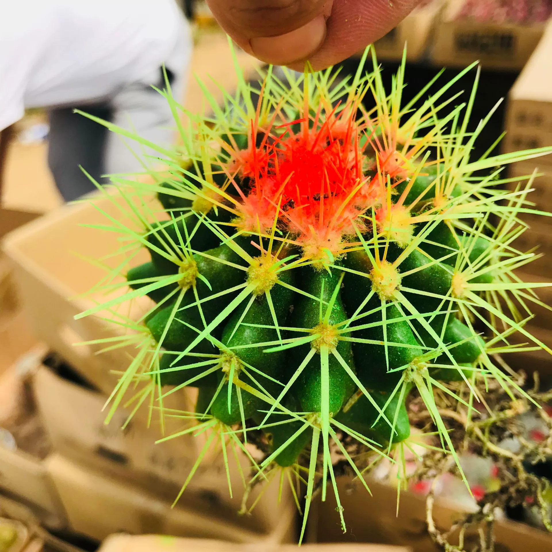 Продажа кактуса суккулента Кактус цвет Тигр Золотой Тигр Крытый офис Настольный формальдегид всасывание кактуса