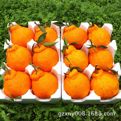 [3]Shiranui The ugly orange 1 pounds Ugli fruit Sichuan Province Orange Sugar Orange Citrus fresh fruit