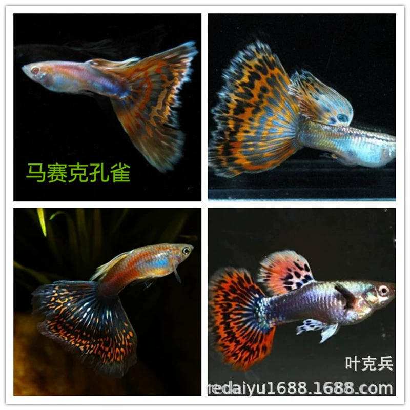 Тропические декоративные рыбы оптом Павлин анчоусы Разное Халат Павлин Мозаика Павлин
