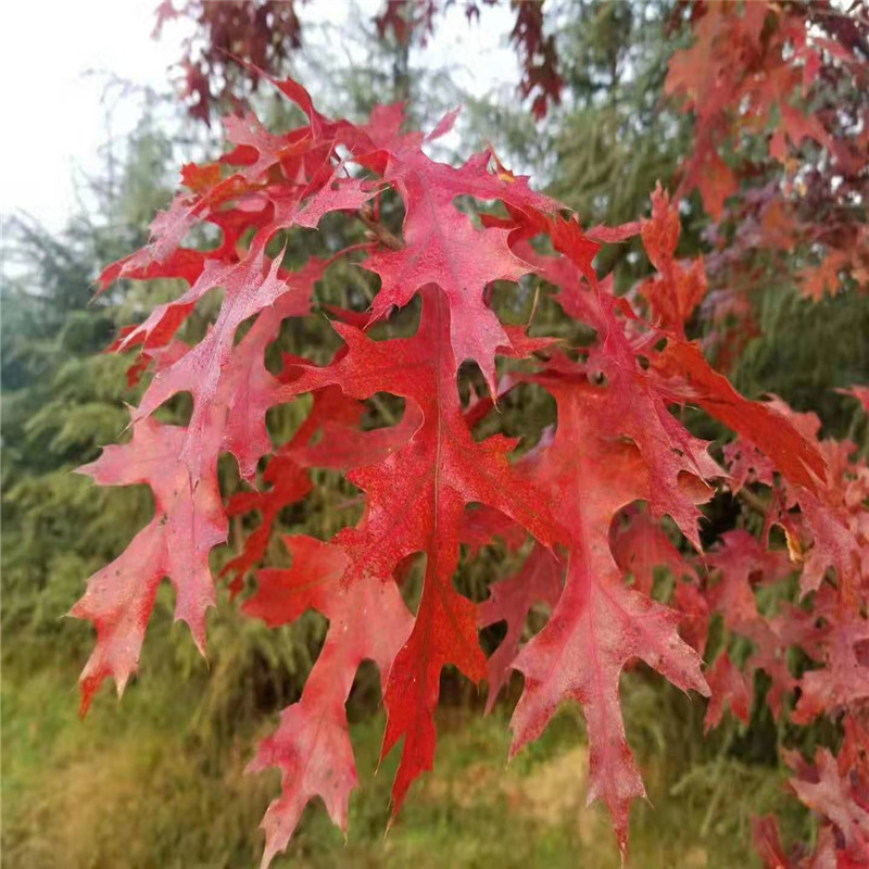 红橡树苗 娜塔莉红橡树种植基地出售5-15公分北美红栎红橡树-阿里巴巴