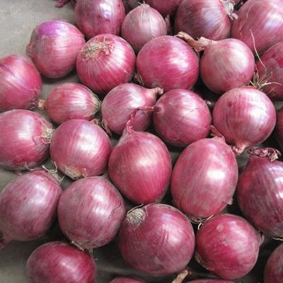 Manufactor Long-term supply Exit Onion Fresh vegetables Produce Redskins Onion Processing