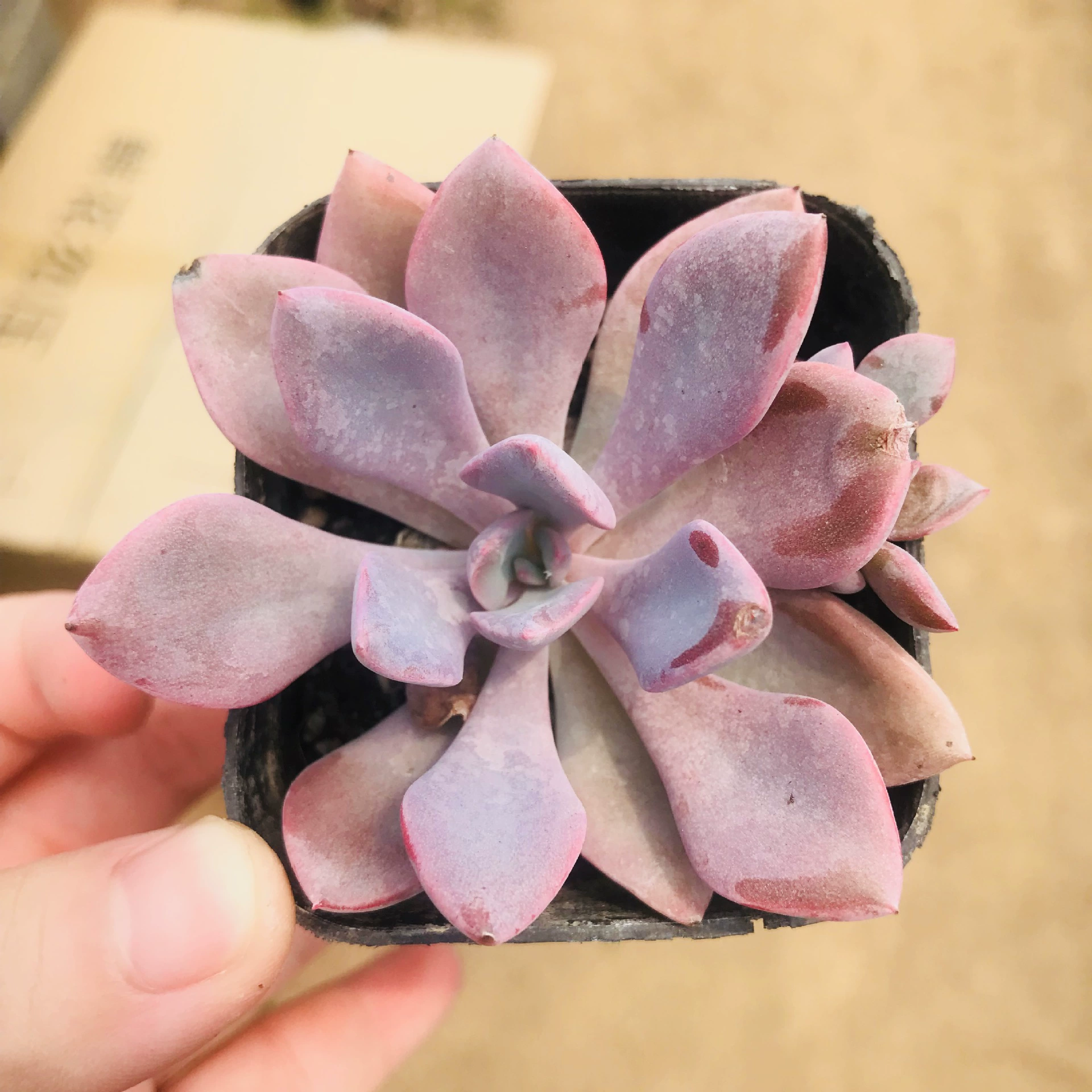 Сочные растения Дебби Крытый офис Рабочий стол Формальдегид Сочные цветы в горшке Веселая Милая комбинация мяса Дебби