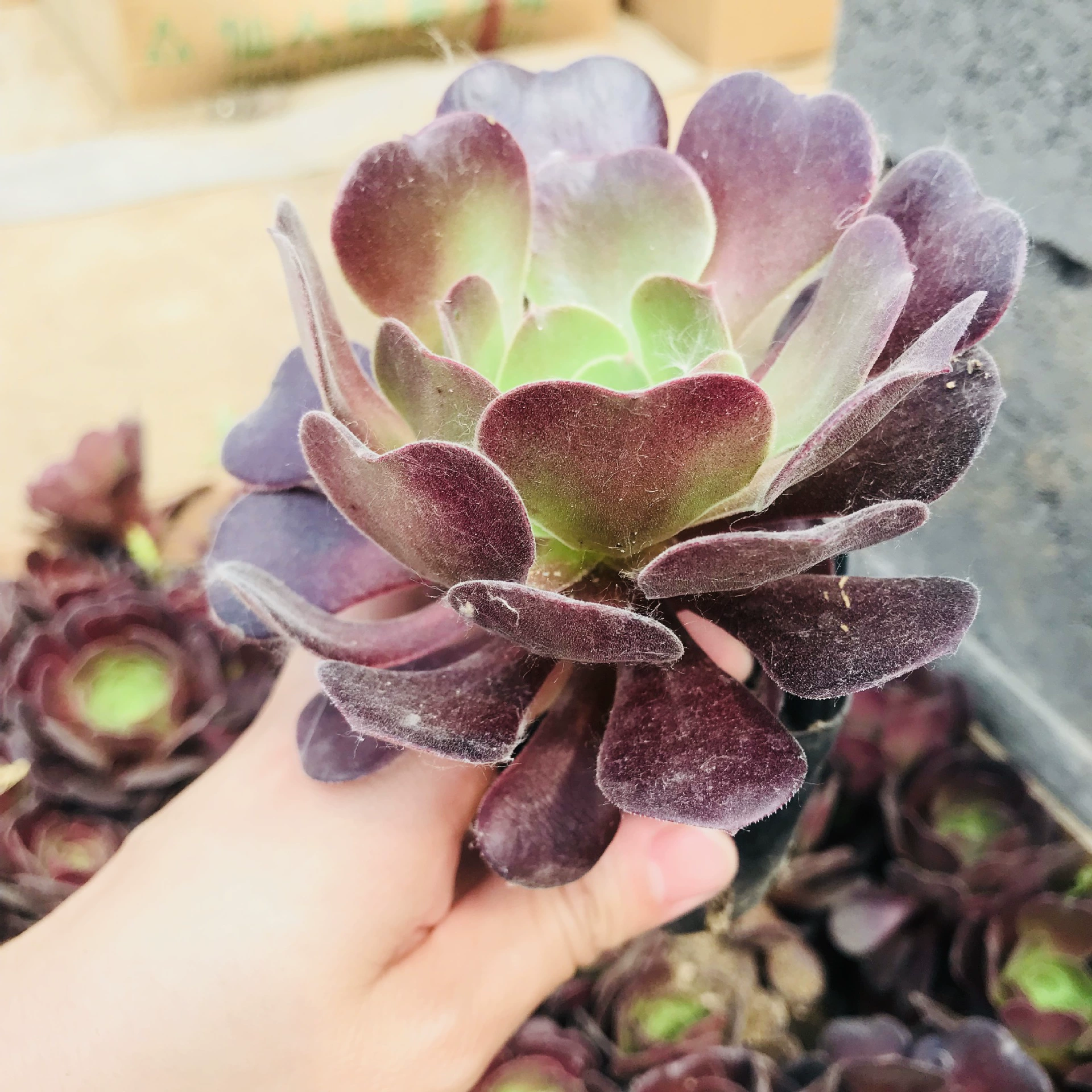 Теплицы продажи мяса маленький мастер фиолетовый Одиночная голова маленькие красные листья маленький маг Начинающий мастер свежее мясо фиолетовый