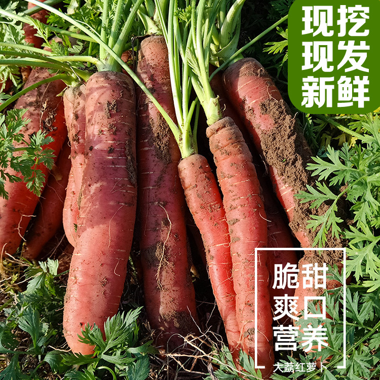 陕西沙地红萝卜 可当蔬菜也可以当水果吃  带箱10斤装