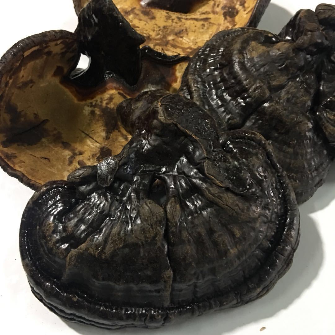 東北特産靈芝人工種植靈芝500克